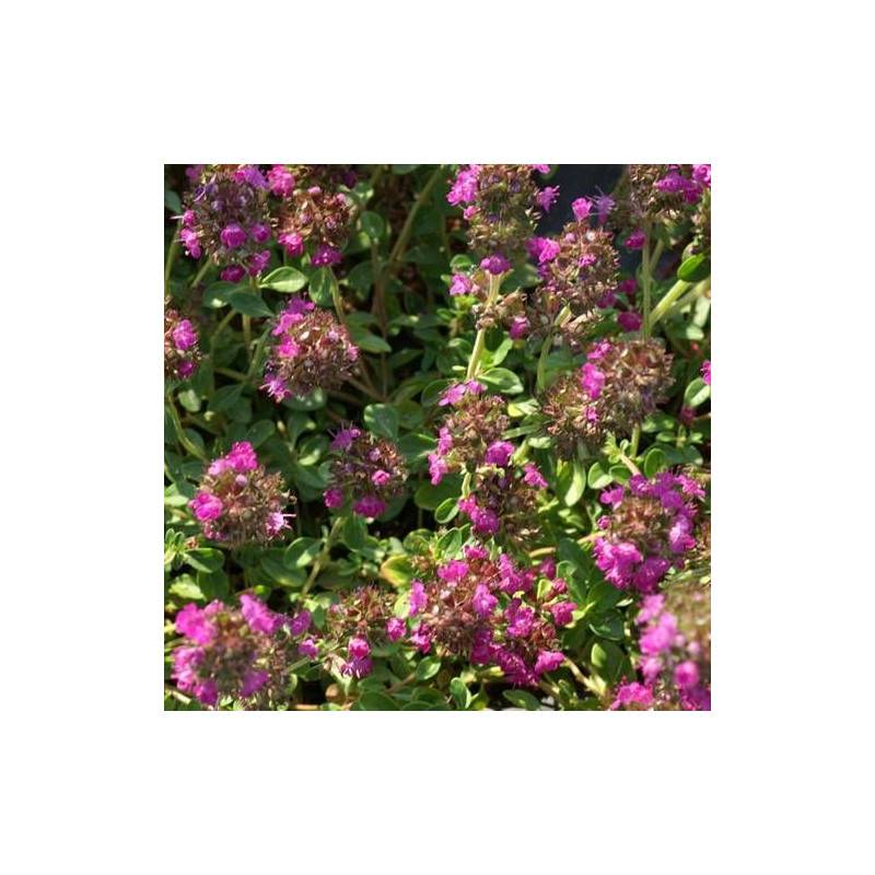 Thym précoce Coccineus à fleurs Rouge - feuillage Persistant - Godet - 5/20 cm-  hauteur à maturité Moins de 0,15 m - Image 1