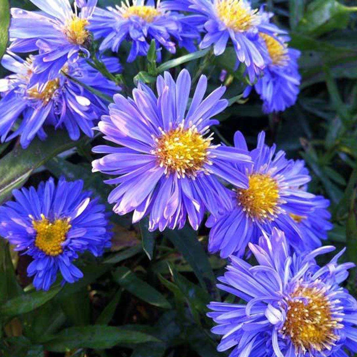 Promesse de Fleurs - Aster novi-belgii Marie Ballard - Aster grand d'automne Godet de 8/9 cm