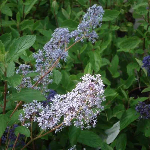 Ceanothe Gloire de Versailles - Ceanothus delilianus Pot de 3L/4L