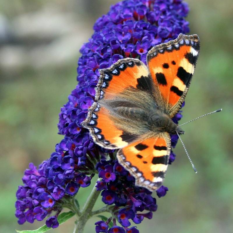 Arbre aux papillons violet Buzz™ Hit Violet, Buddleia à fleurs Bleue/Violette - feuillage Caduc - Pot de 3L - 40/60 cm