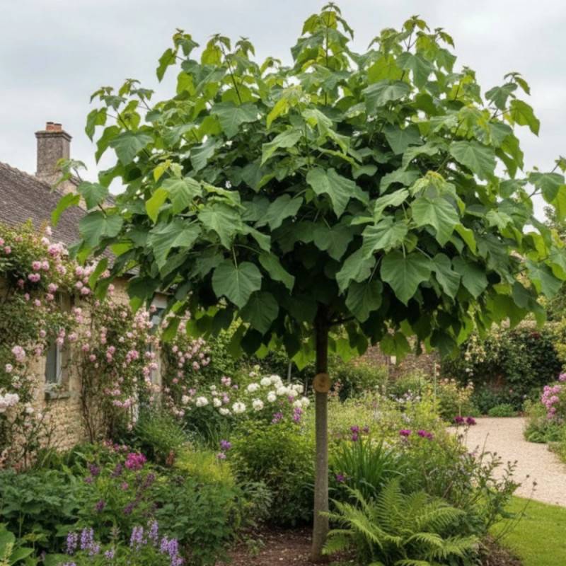 Paulownia tomentosa, Arbre impérial à fleurs Violette/ - feuillage Caduc - Pot de 7,5L - 60/80 cm - Image 3