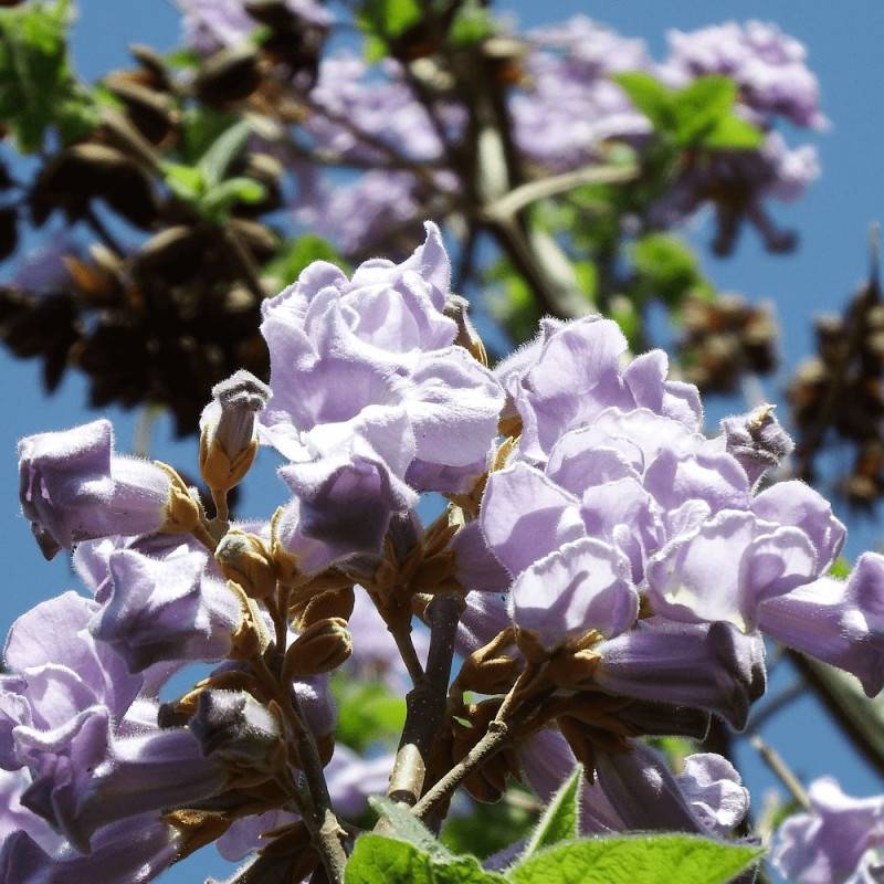 Paulownia tomentosa, Arbre impérial à fleurs Violette/ - feuillage Caduc - Pot de 7,5L - 60/80 cm