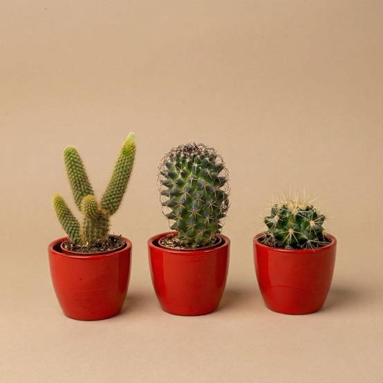 Cactussen Set de 3 Avec Rouge Mini - Image 4