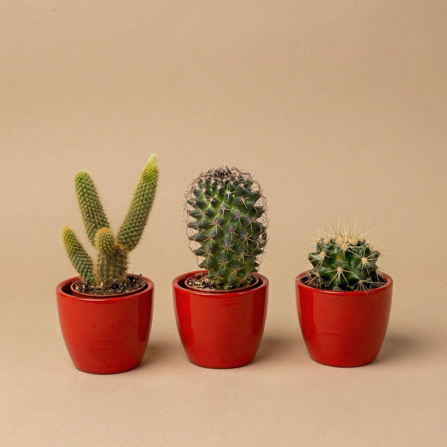 Cactussen Set de 3 Avec Rouge Mini - Image 4