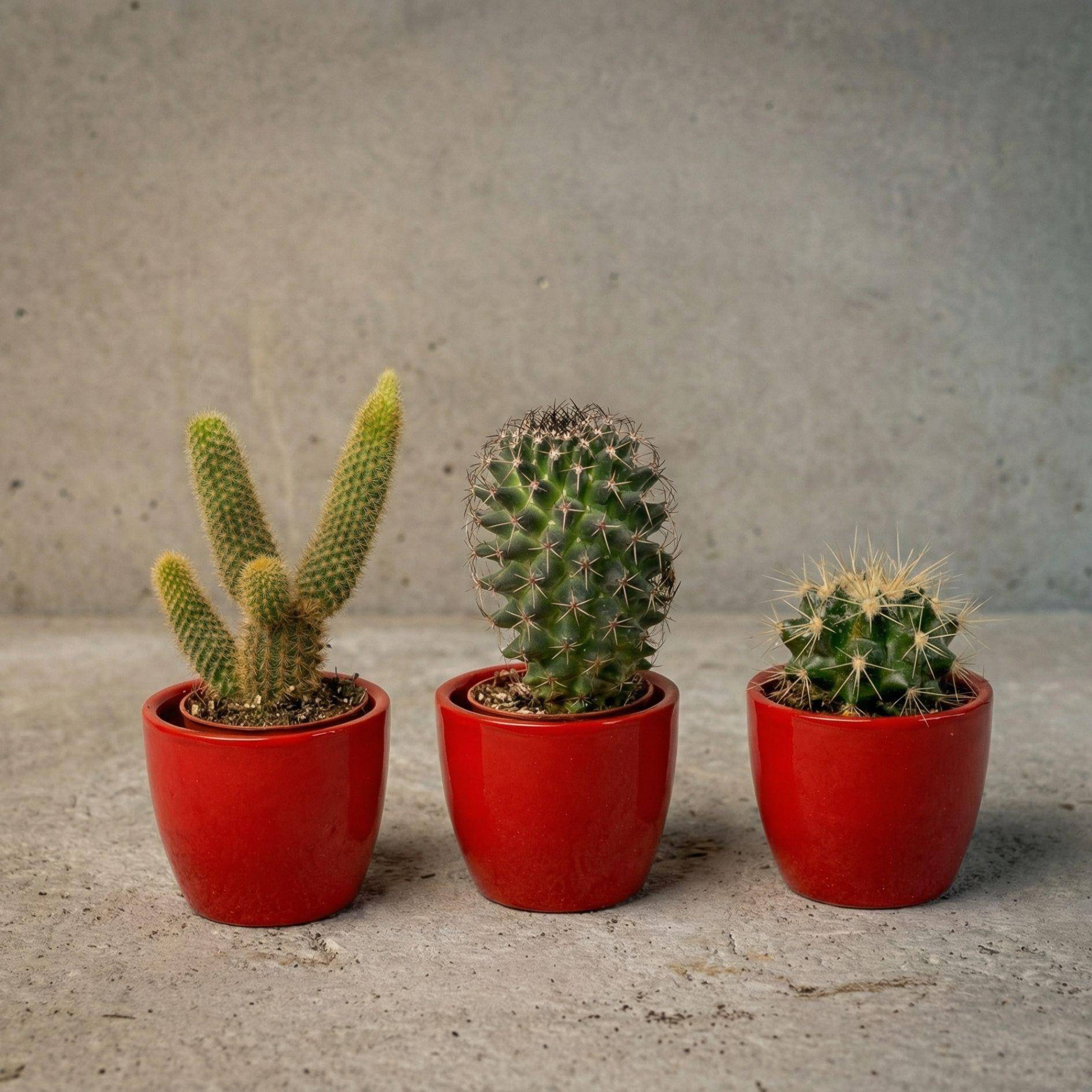 Cactussen Set de 3 Avec Rouge Mini - Image 1