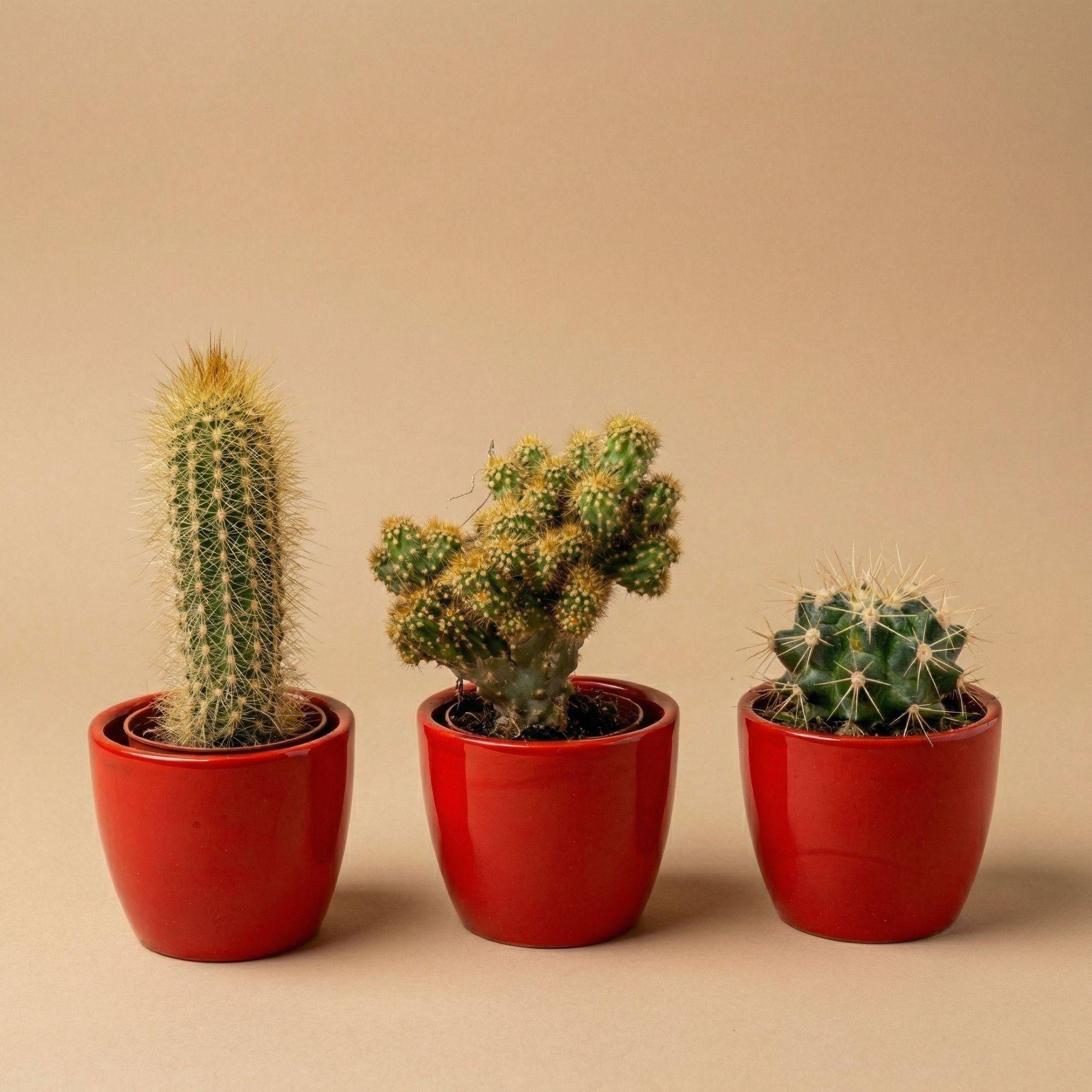 Cactussen Set de 3 Avec Rouge Mini - Image 3