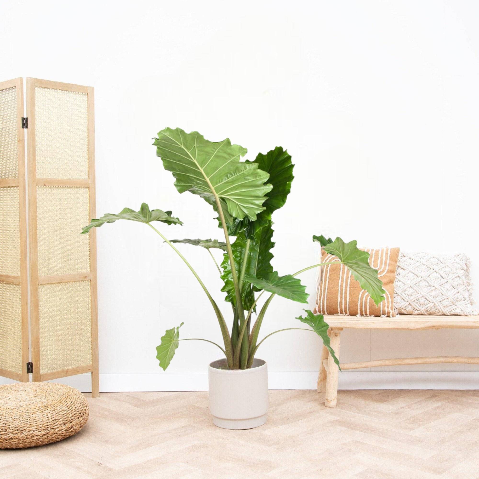 La Green Touch - Alocasia Portodora 150cm - Plante d'intérieur- La Green Touch - Image 3