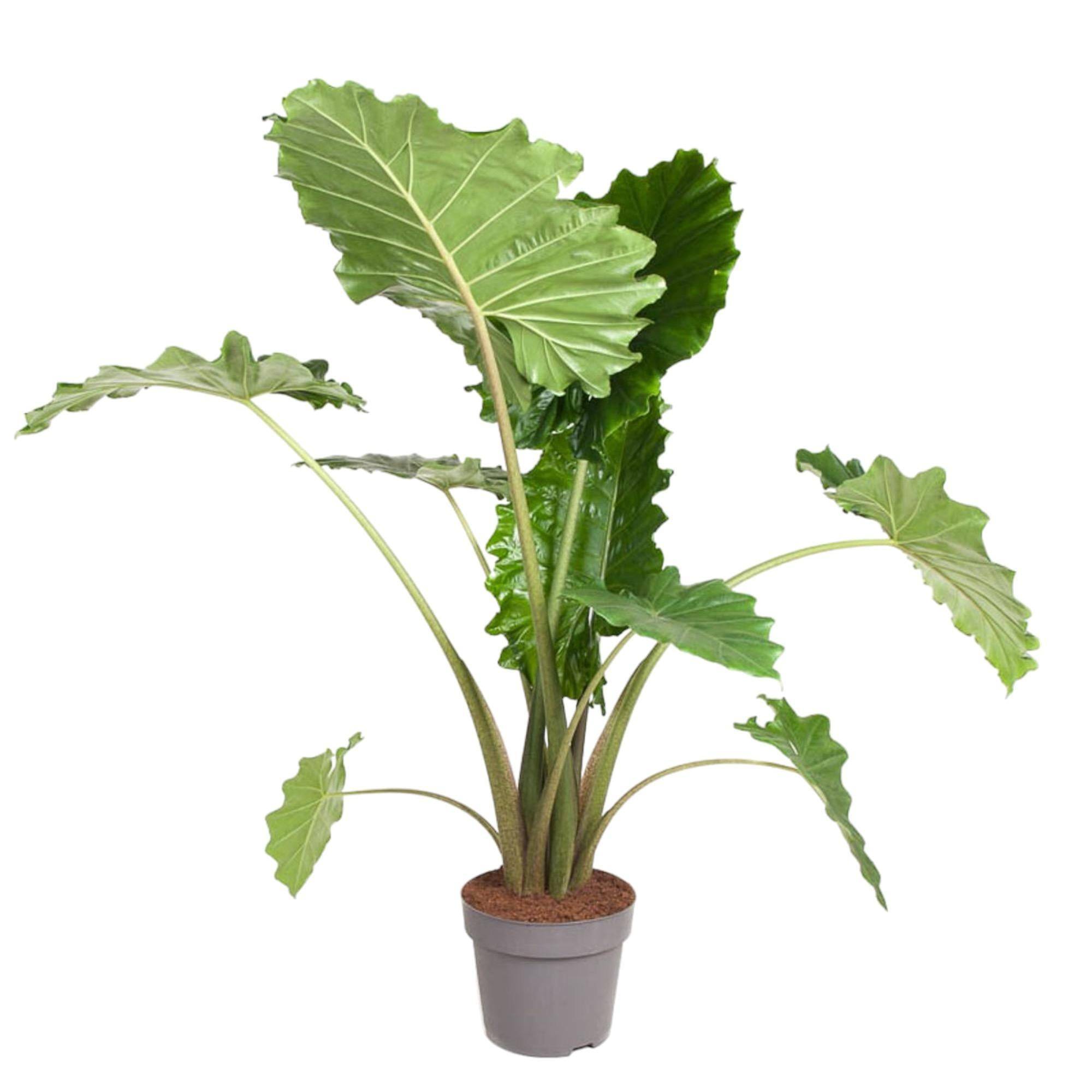 La Green Touch - Alocasia Portodora 150cm - Plante d'intérieur- La Green Touch - Image 1