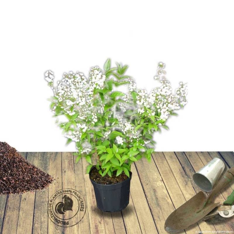 Deutzie Carminea, Deutzia à fleurs Rose/ - feuillage Caduc - Pot de 7,5L - 40/60 cm - Image 2