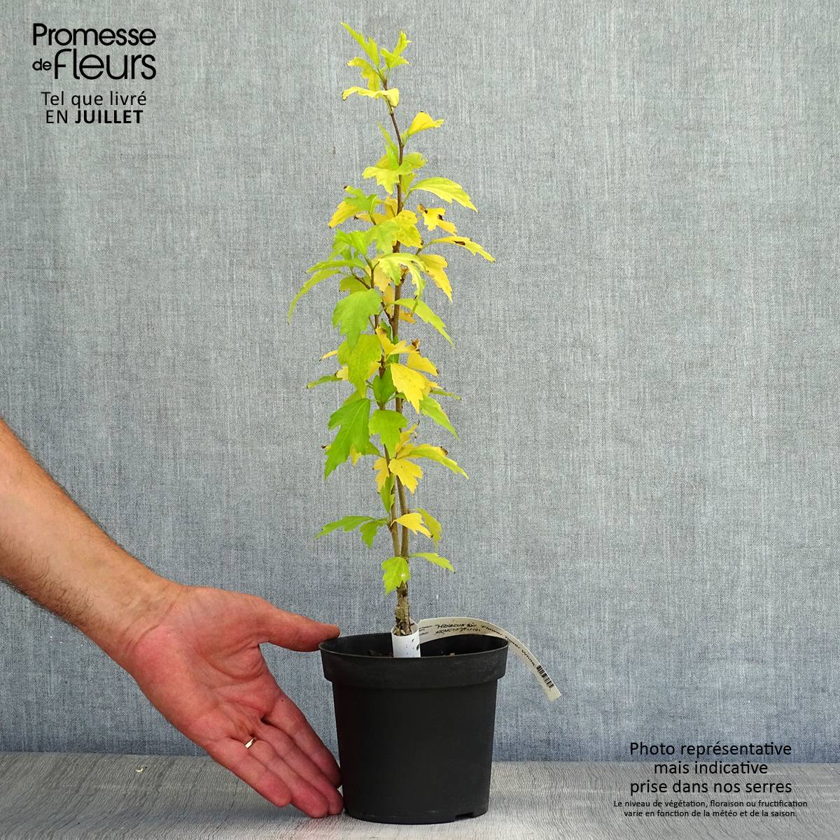 Promesse de Fleurs - Hibiscus syriacus Flower Tower White - Althea blanc Pot de 1,5L/2L - Image 2