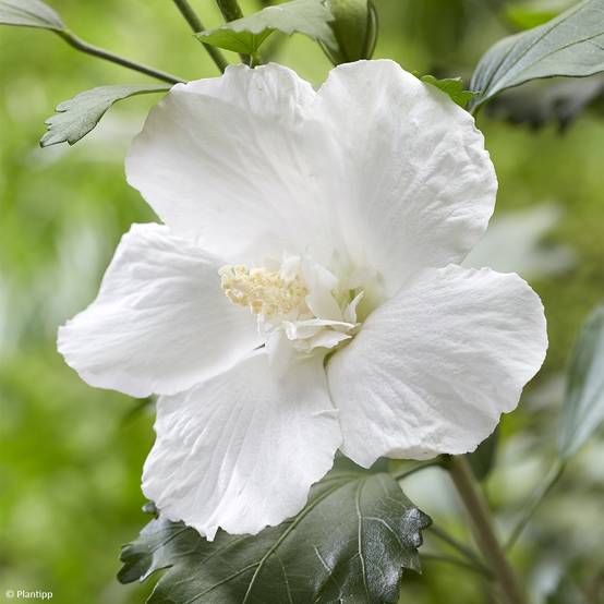 Promesse de Fleurs - Hibiscus syriacus Flower Tower White - Althea blanc Pot de 1,5L/2L - Image 1