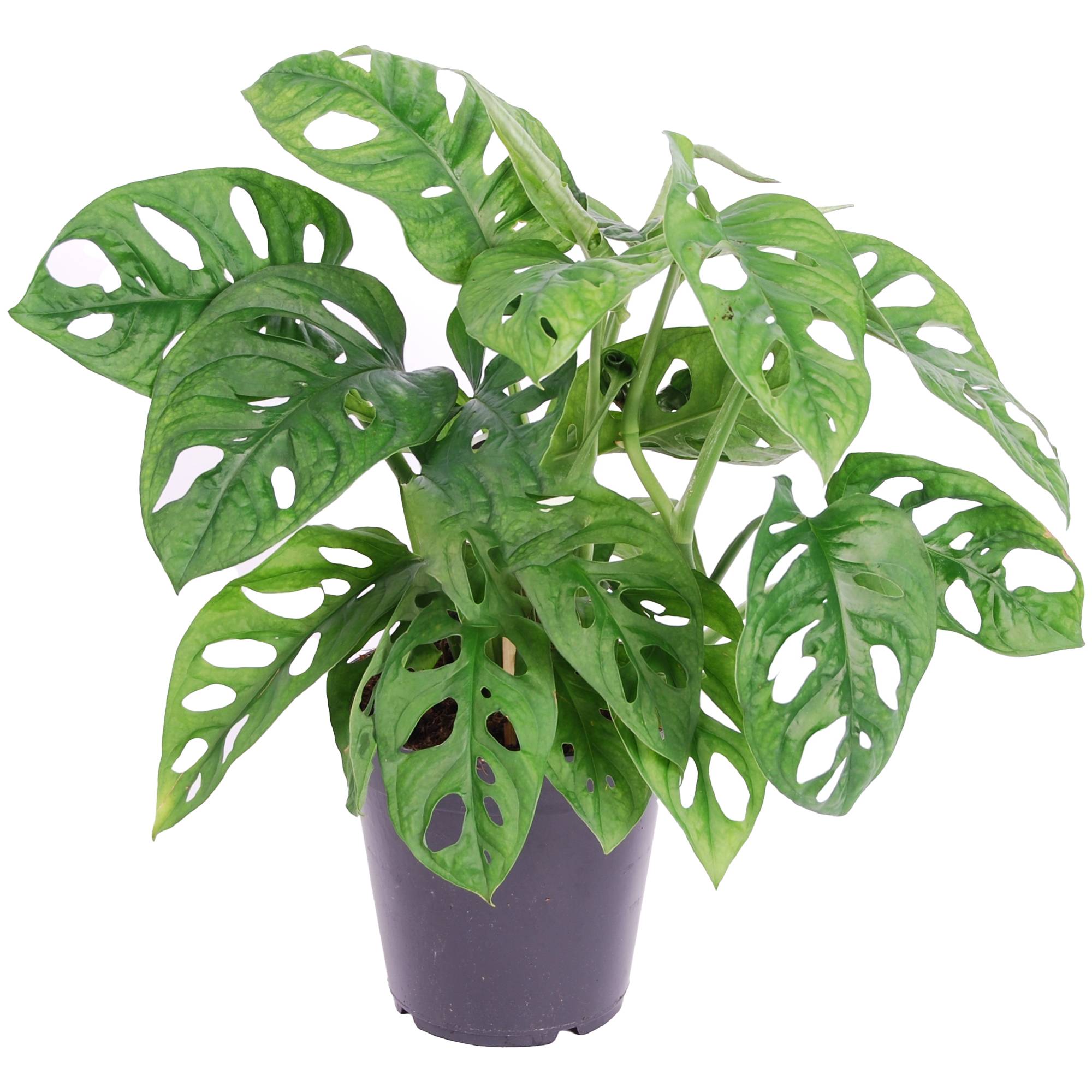 Gardenersdream - 1 Monstera Obliqua Unique Monstera Monkey Leaf En Pot Plante D'Intérieur Dépolluante 20-30 Cm  - GardenersDream - Image 1