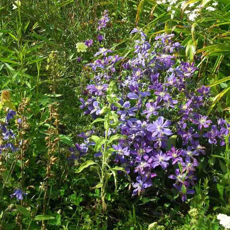 Clématite integrifolia Arabella à fleurs Bleue - feuillage Caduc - Godet - 5/20 cm-  hauteur à maturité De 1,00 m à 1,50 m - Image 6