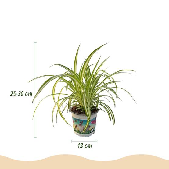 Chlorophytum Comosum Variegatum - H30cm - Image 2
