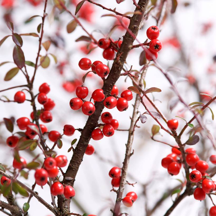 Cotoneaster suecicus Coral Beauty Pot de 1L/1,5L - Image 1