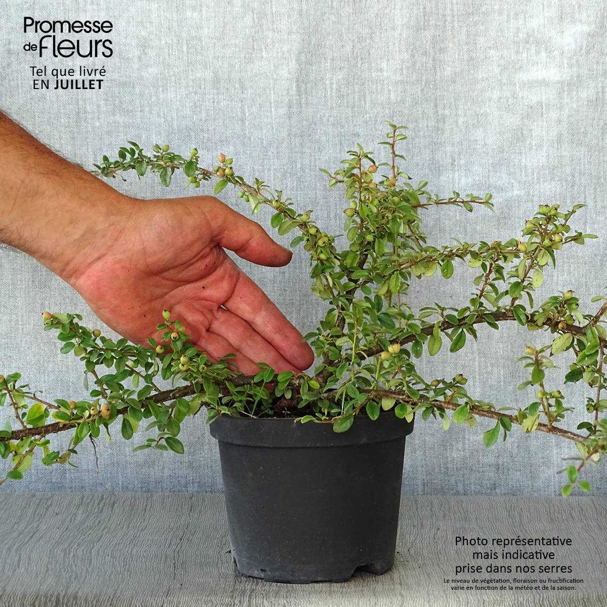 Cotoneaster suecicus Coral Beauty Pot de 1L/1,5L - Image 2