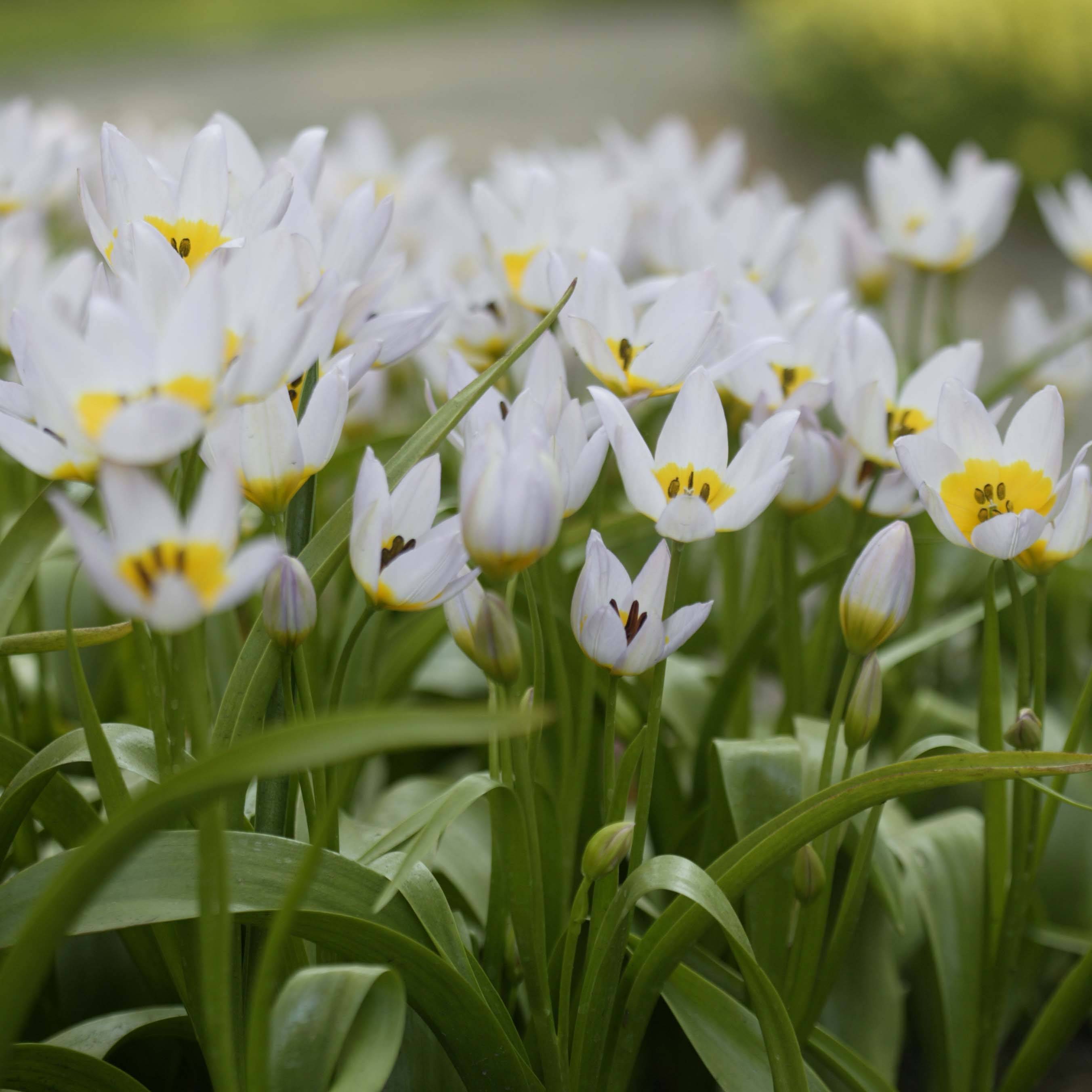 Promesse de Fleurs - Tulipe de Crète - Tulipa saxatilis Bulbe calibre 6+ (par 10)