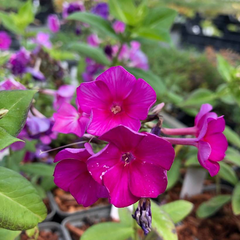 Promesse de Fleurs - Phlox paniculata Purple Flame Godet de 8/9 cm