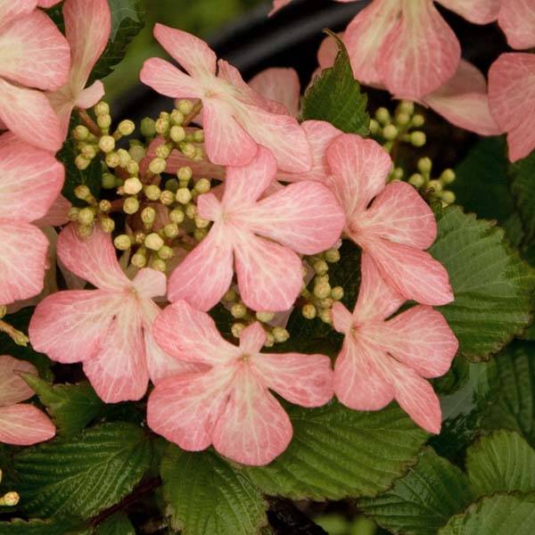 Promesse de Fleurs - Viorne - Viburnum plicatum Pink Beauty Pot de 2L/3L - Image 1