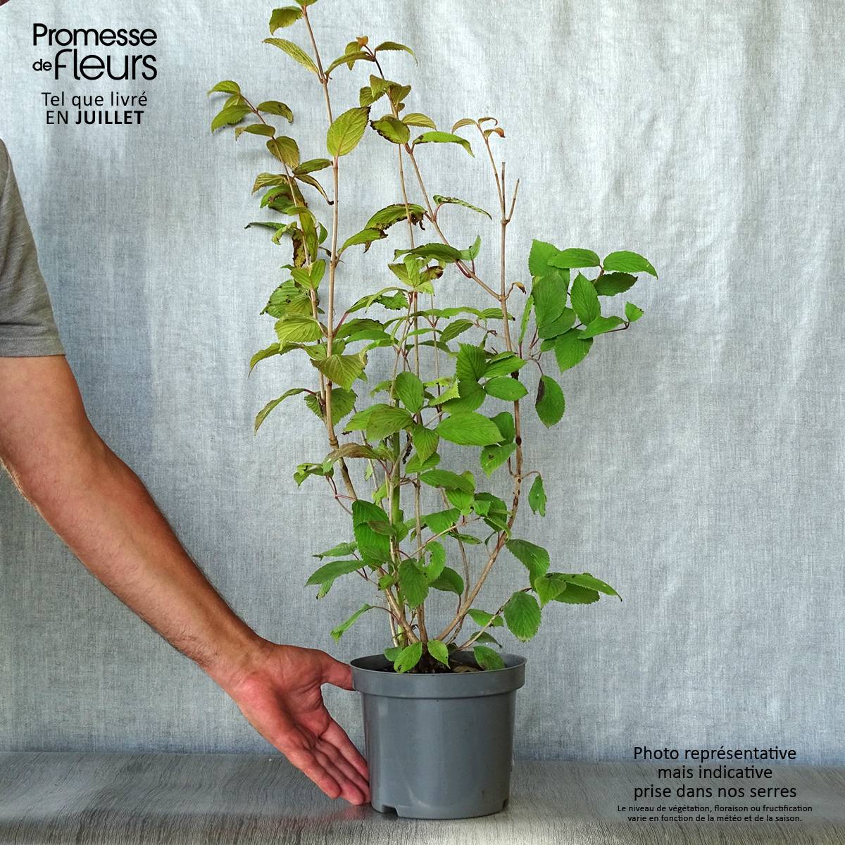 Promesse de Fleurs - Viorne - Viburnum plicatum Pink Beauty Pot de 2L/3L - Image 2