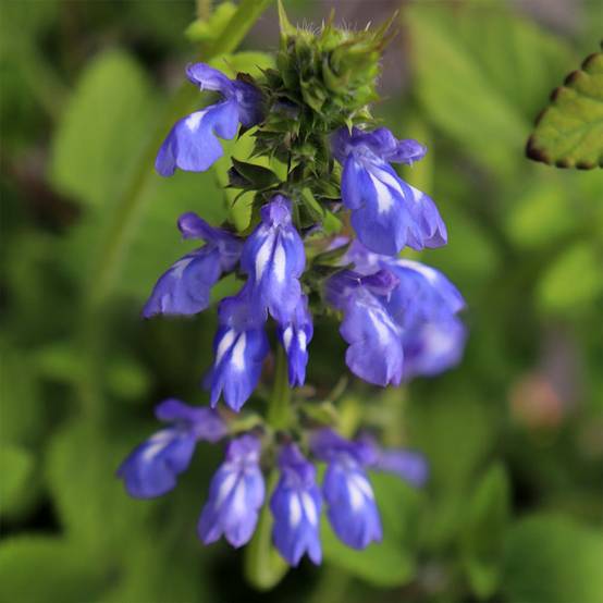 Salvia setulosa - Sauge hérissée Godet de 8/9 cm