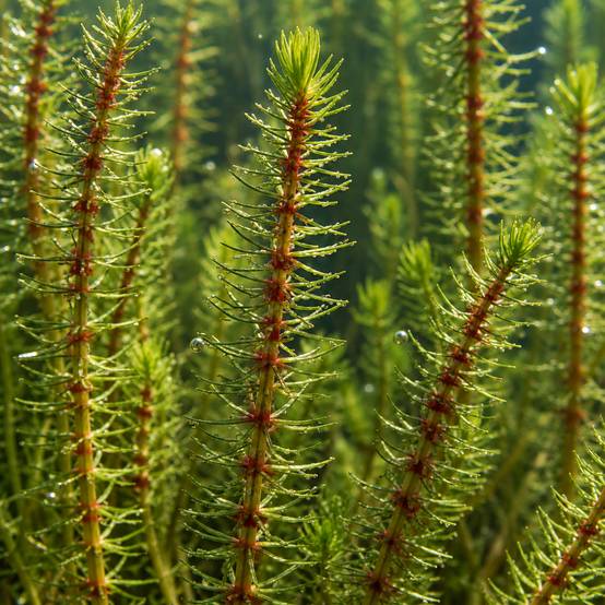 0 - Pesse d'Eau Hippuris Vulgaris Bassin - Set 4 Plantes Oxygénante avec Panier - Image 2