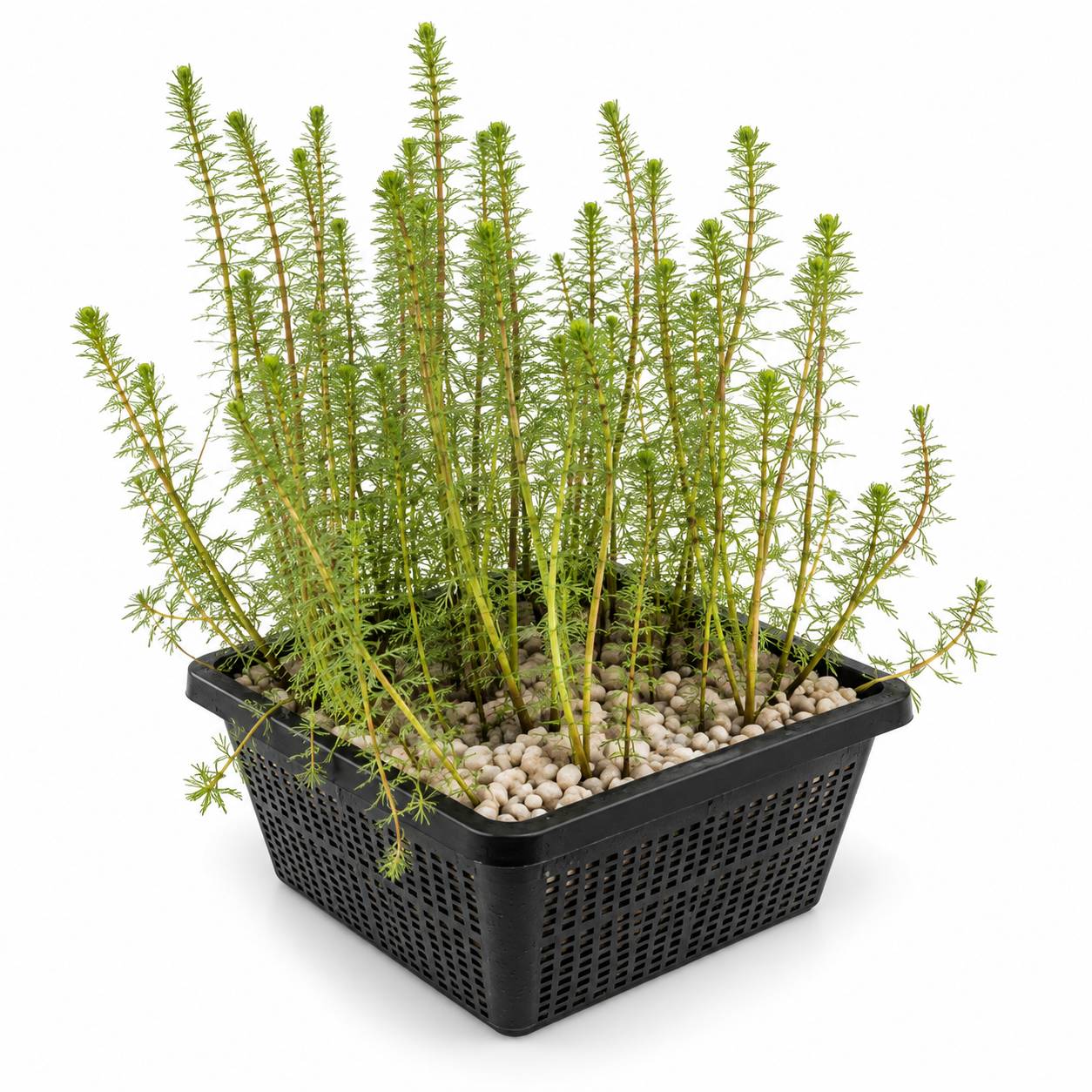 0 - Pesse d'Eau Hippuris Vulgaris Bassin - Set 4 Plantes Oxygénante avec Panier - Image 1
