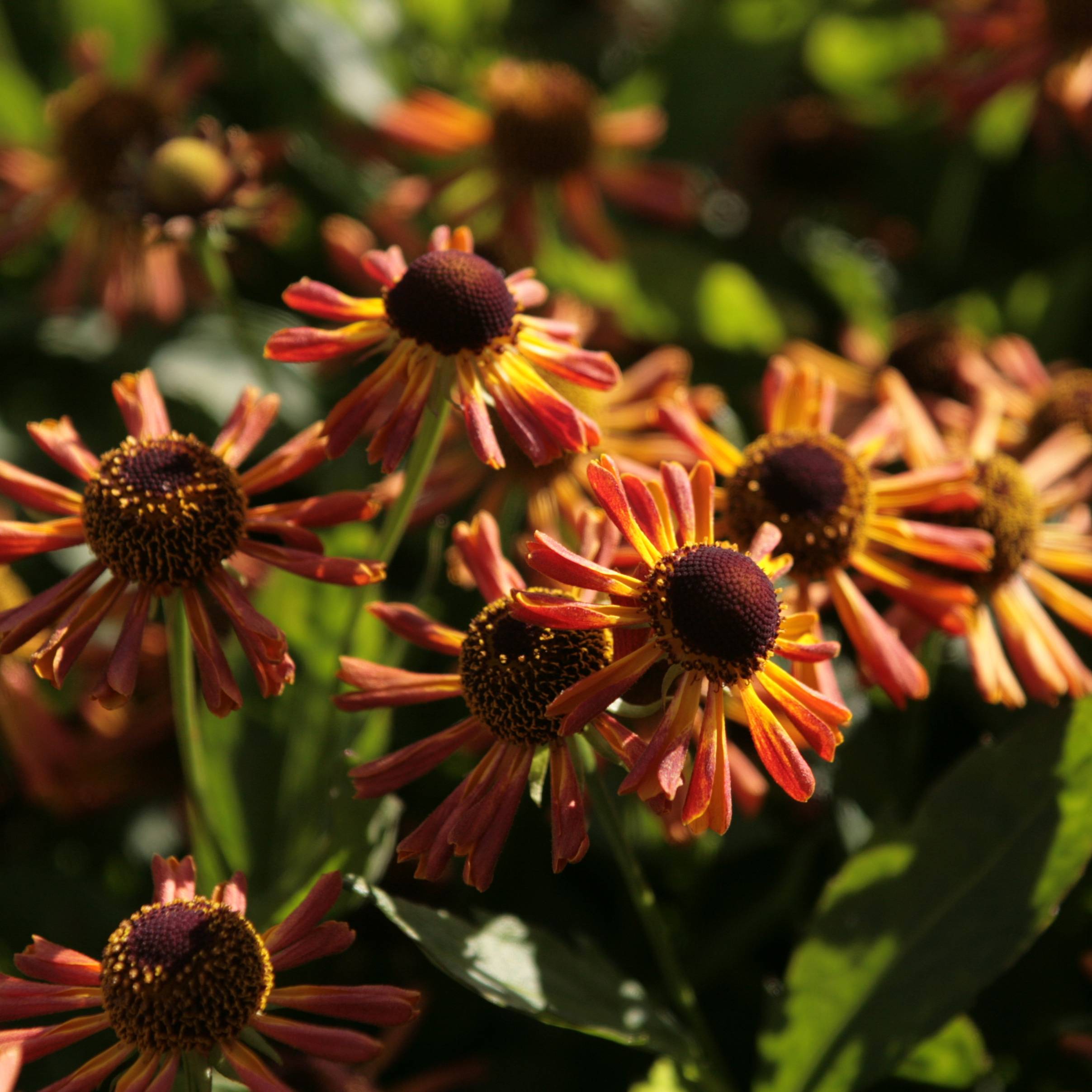 Promesse de Fleurs - Helenium Loysder Wieck - Hélénie jaune à revers rouge-brun Godet de 8/9 cm