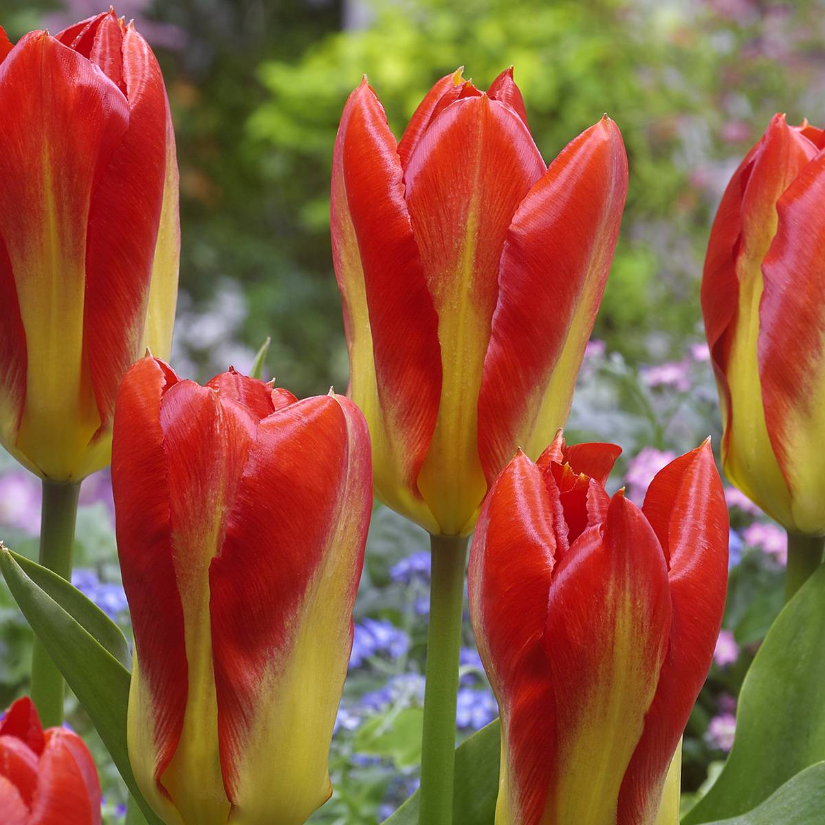 Promesse de Fleurs - Tulipe fosteriana Candela Festival Bulbe calibre 11+ (par 10)