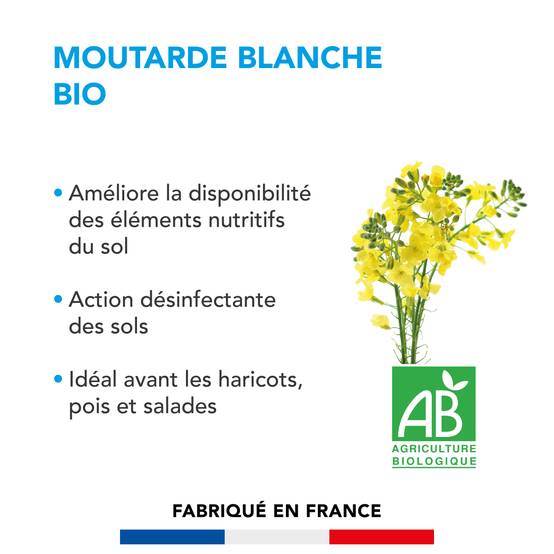 Moutarde blanche - Améliore Disponibilité Éléments Nutritifs et Restitue aux Futures Cultures - Désinfecte Sol - 500G - BARENBRUG - Image 2