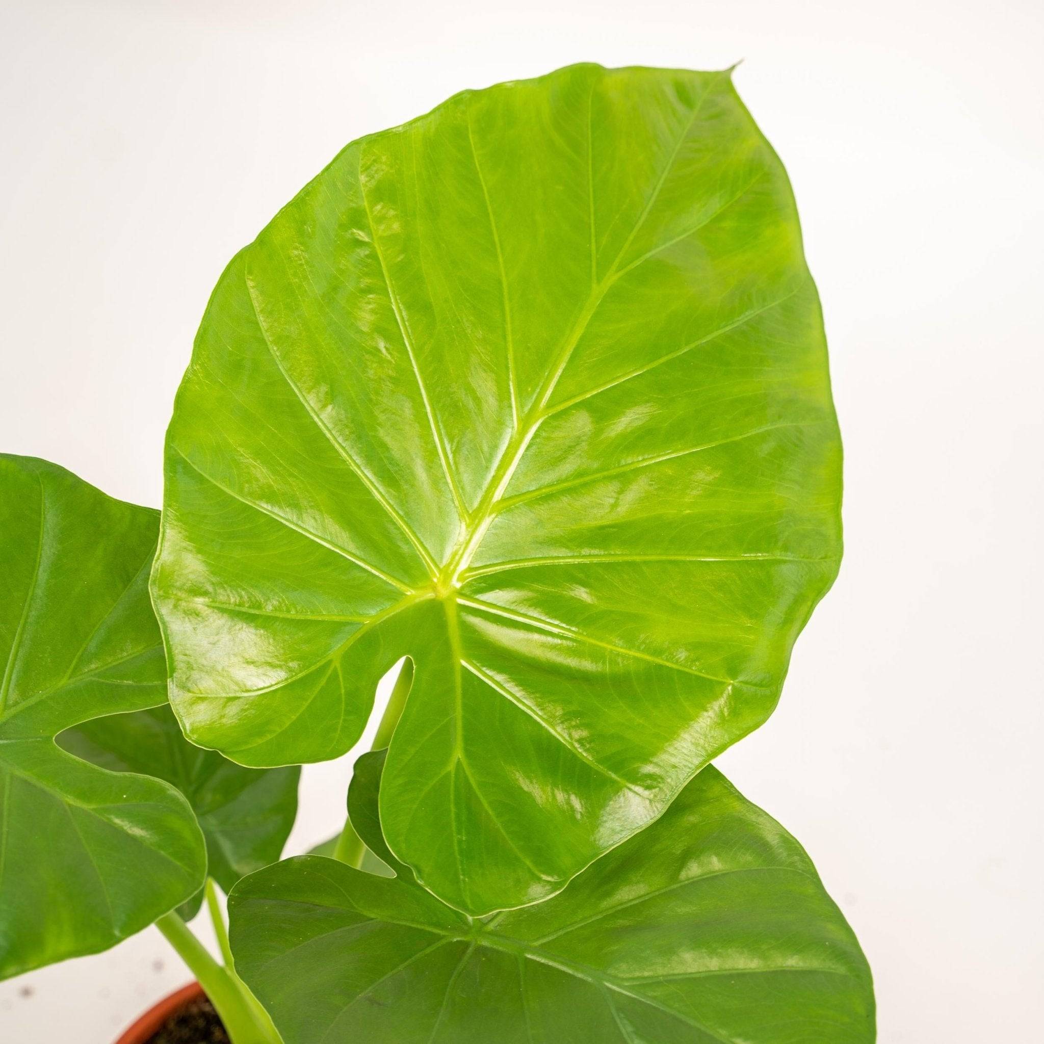 La Green Touch - Alocasia Macrorrhiza - D19 H70cm - Image 4