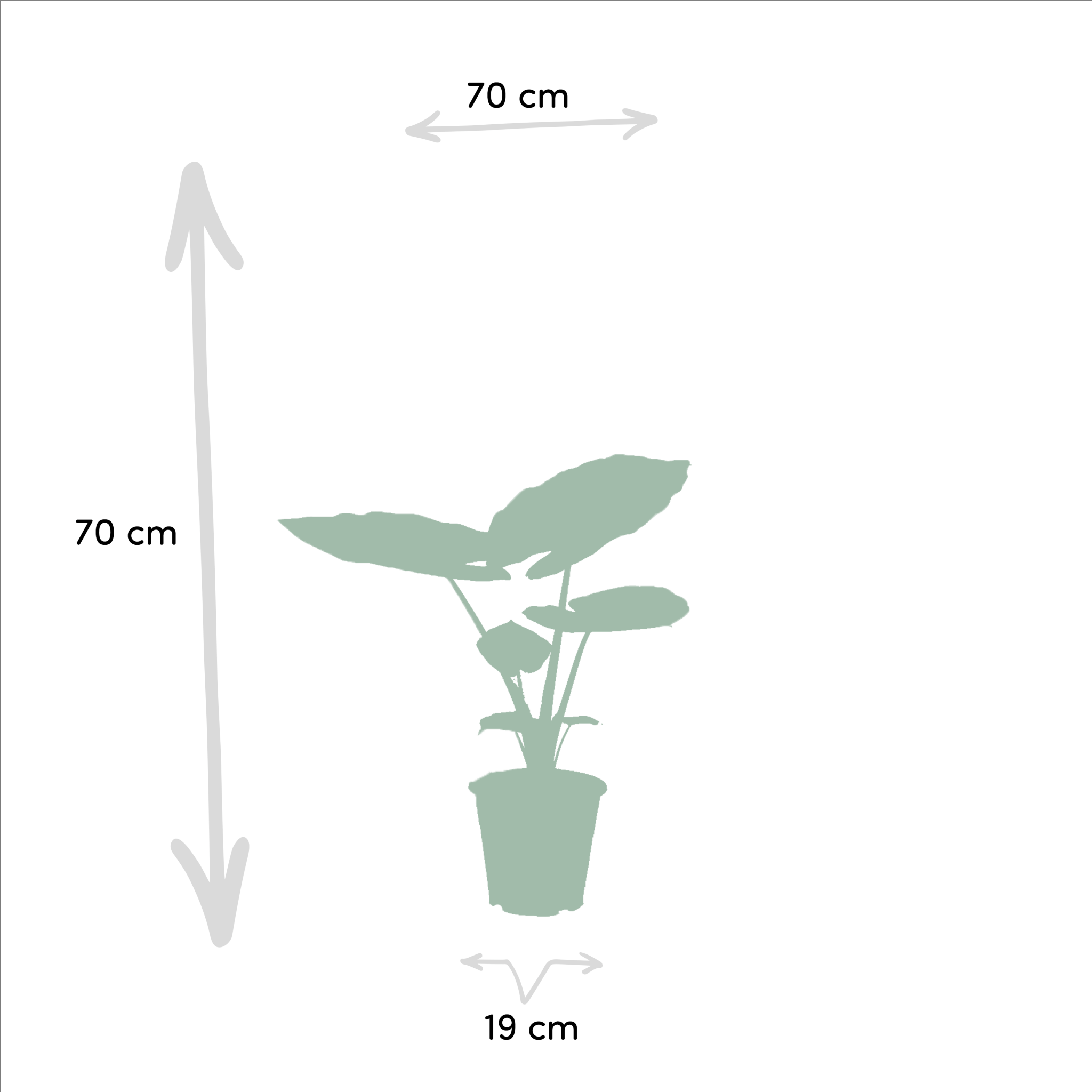 La Green Touch - Alocasia Macrorrhiza - D19 H70cm - Image 5