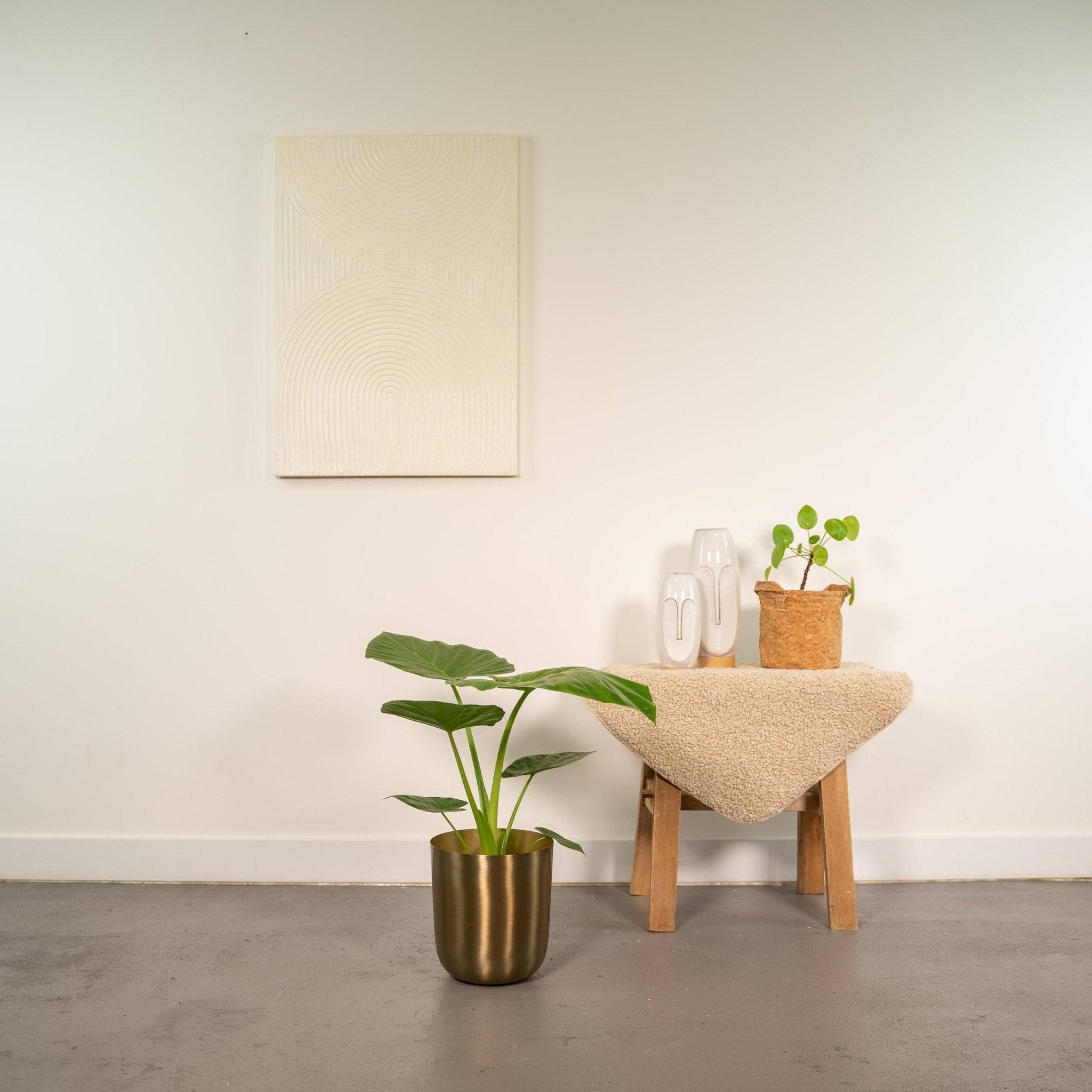 La Green Touch - Alocasia Macrorrhiza - D19 H70cm - Image 2