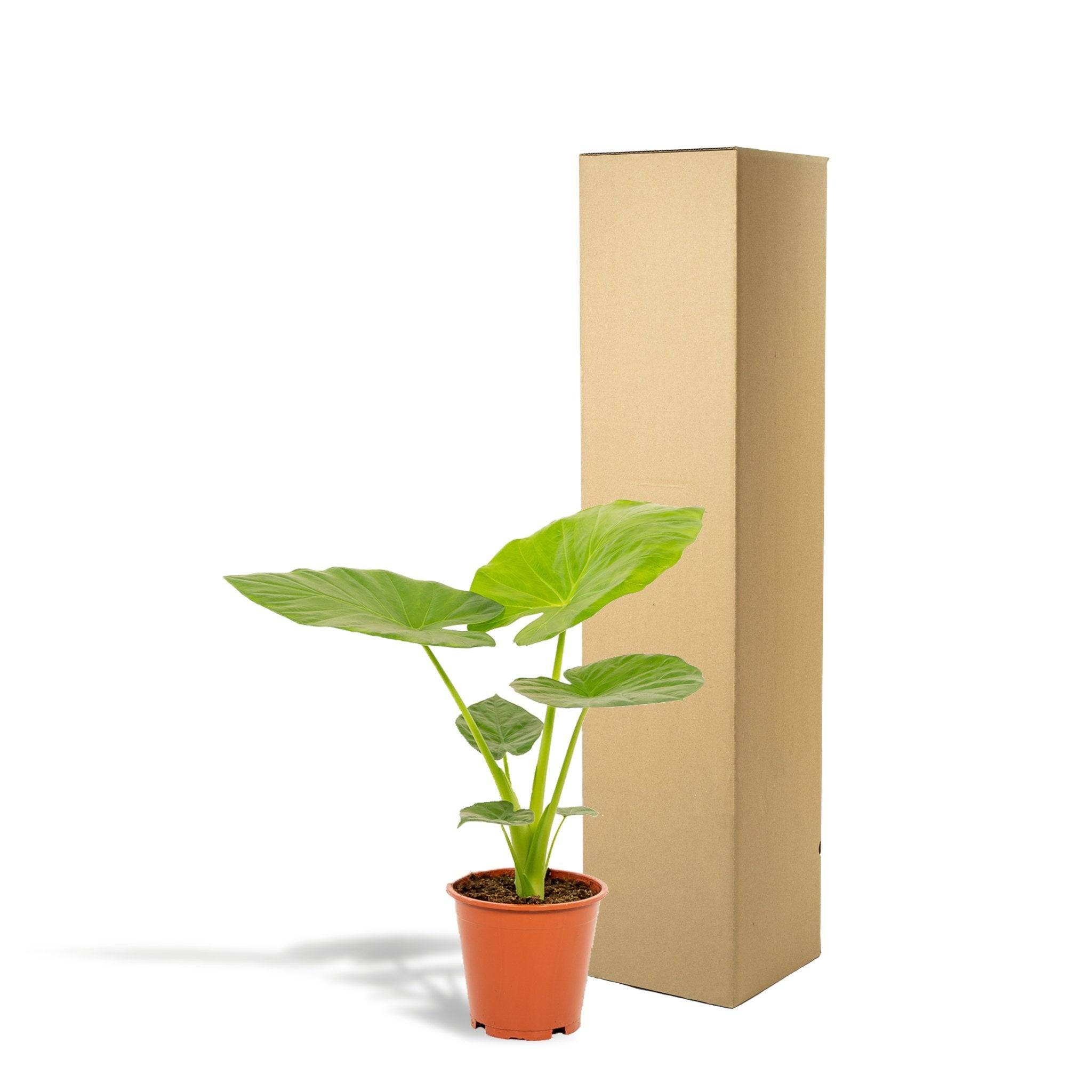 La Green Touch - Alocasia Macrorrhiza - D19 H70cm - Image 3