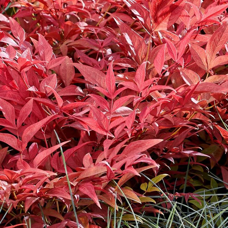 Bambou sacré Obsessed® 'Seika', Nandina - Pot de 3L - 20/40 cm - Image 1