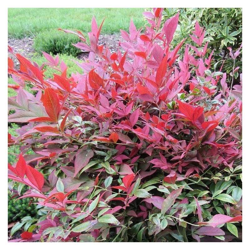 Bambou sacré Obsessed® 'Seika', Nandina - Pot de 3L - 20/40 cm - Image 2