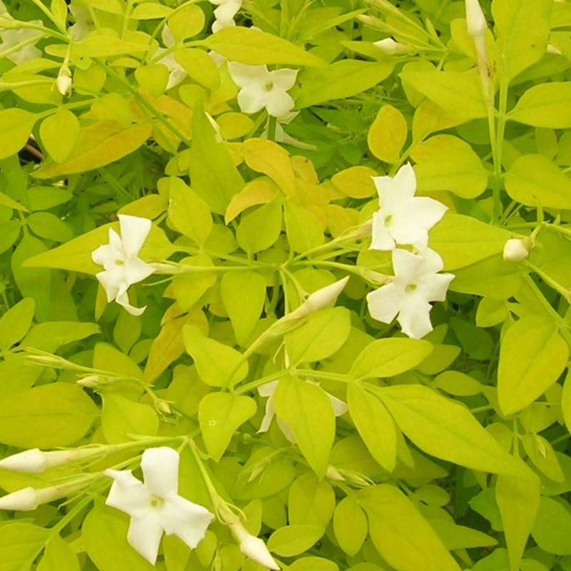 Jasmin blanc Aureum à fleurs Blanche - feuillage Caduc - Godet - 5/20 cm-  hauteur à maturité De 3,00 m à 5,00 m - Image 5