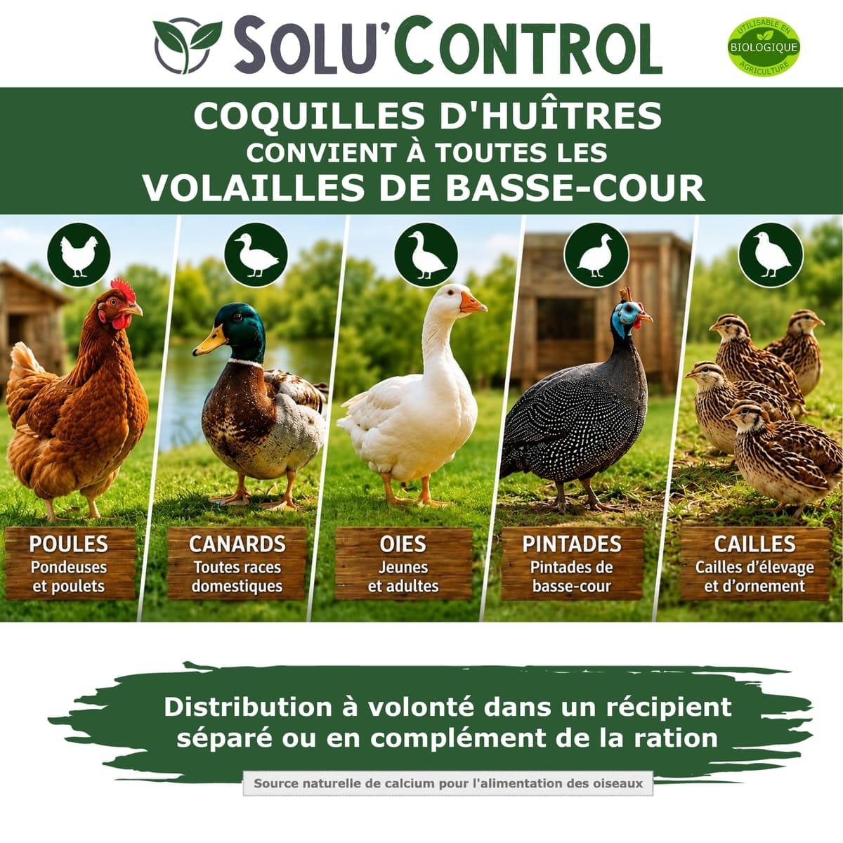 3 kg Écailles de Coquilles d'Huîtres pour Volailles (Poules, oies, ...) - SOLU'CONTROL - Aliment Minéral Naturel, 38% Calcium - Image 4