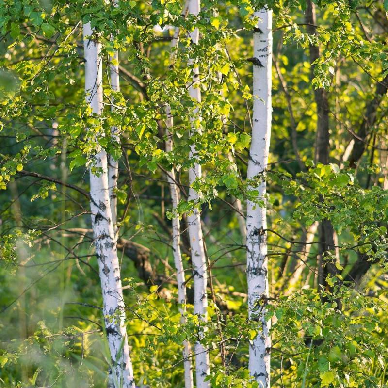 Bouleau verruqueux, Bouleau pleureur, Betula - Pot de 7,5L - 80/100 cm - Image 1
