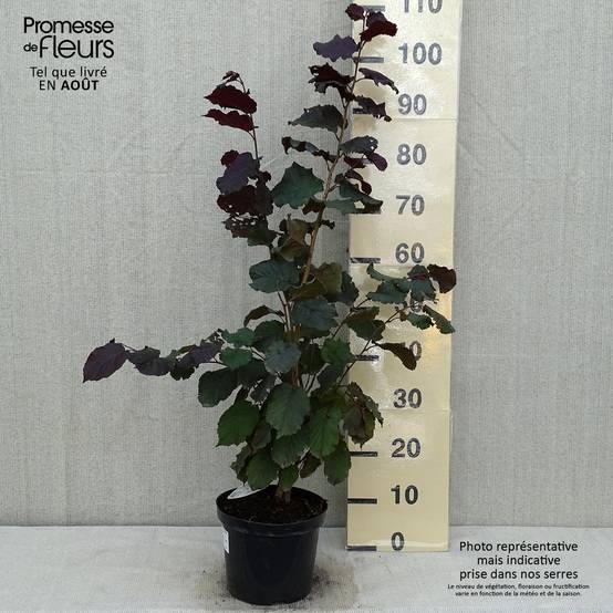 Corylus maxima Purpurea - Noisetier pourpre Pot de 3L/4L - Image 2