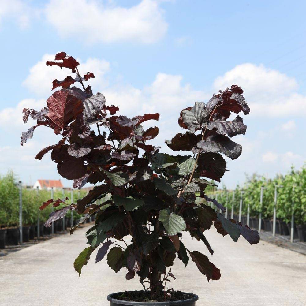 Corylus maxima Purpurea - Noisetier pourpre Pot de 3L/4L - Image 1