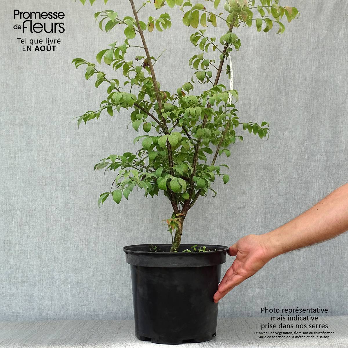 Euonymus alatus Compactus - Fusain ailé nain Pot de 7,5L/10L - Image 2
