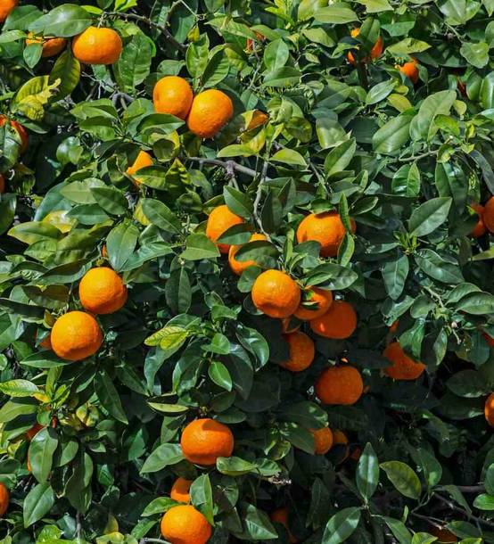 0 - Citrus sinensis (oranger) Pot 180L - 200/250cm - Péri 50/60 - Image 2