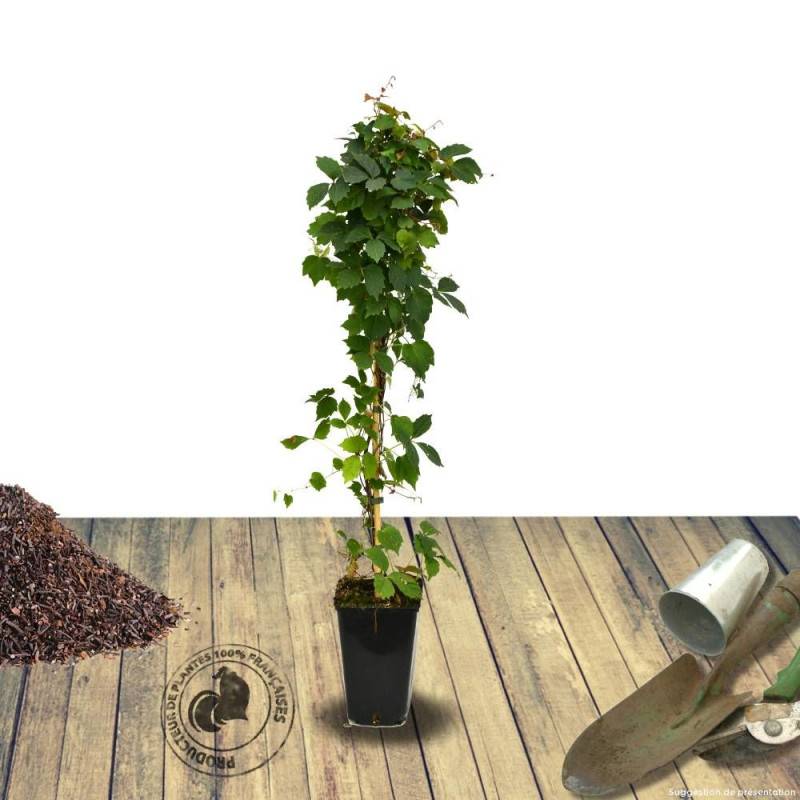 Vigne Vierge tricuspidata Veitchii - Pot de 3L - Echelle bambou 60/120 cm - Image 3