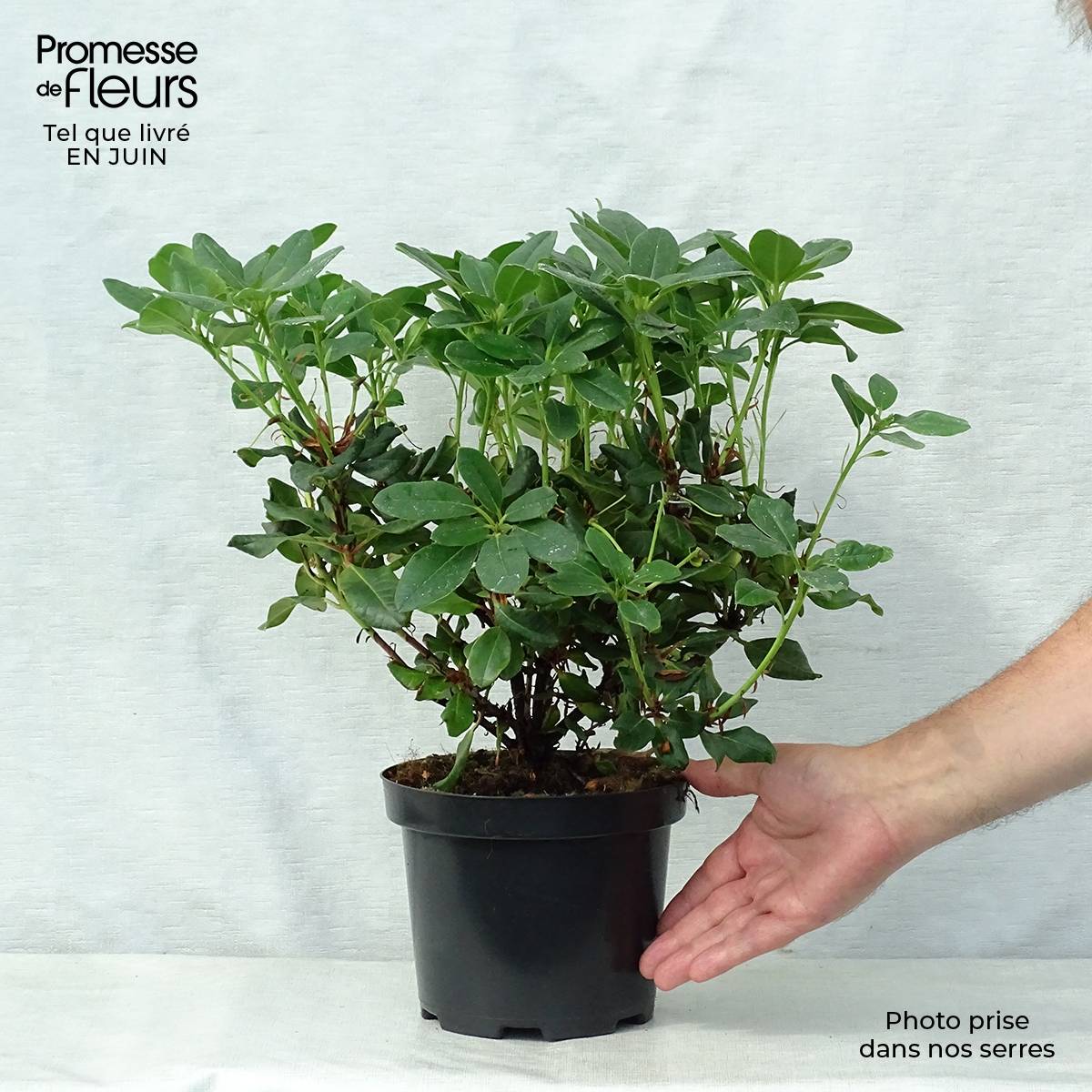Rhododendron Baden-Baden - Rhododendron nain Pot de 2L/3L - Gamm vert