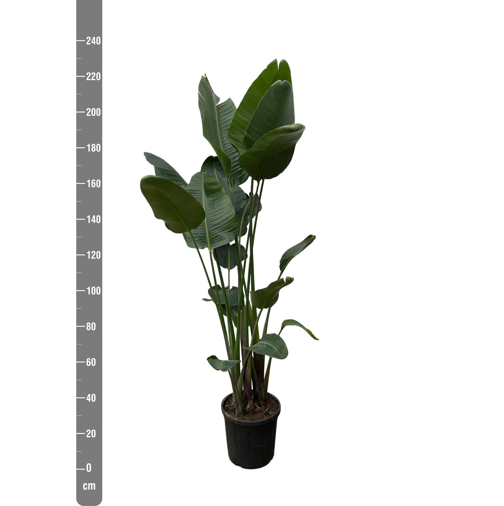 Strelitzia Nicolai Xxl - D50 H250cm - Image 2