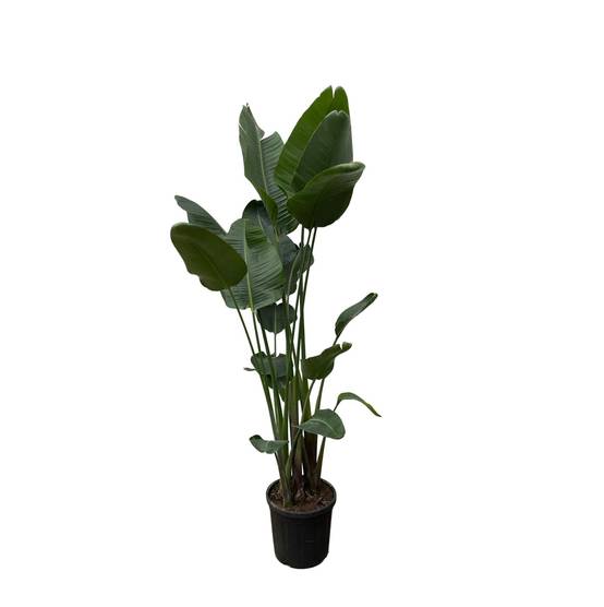 Strelitzia Nicolai Xxl - D50 H250cm - Image 1