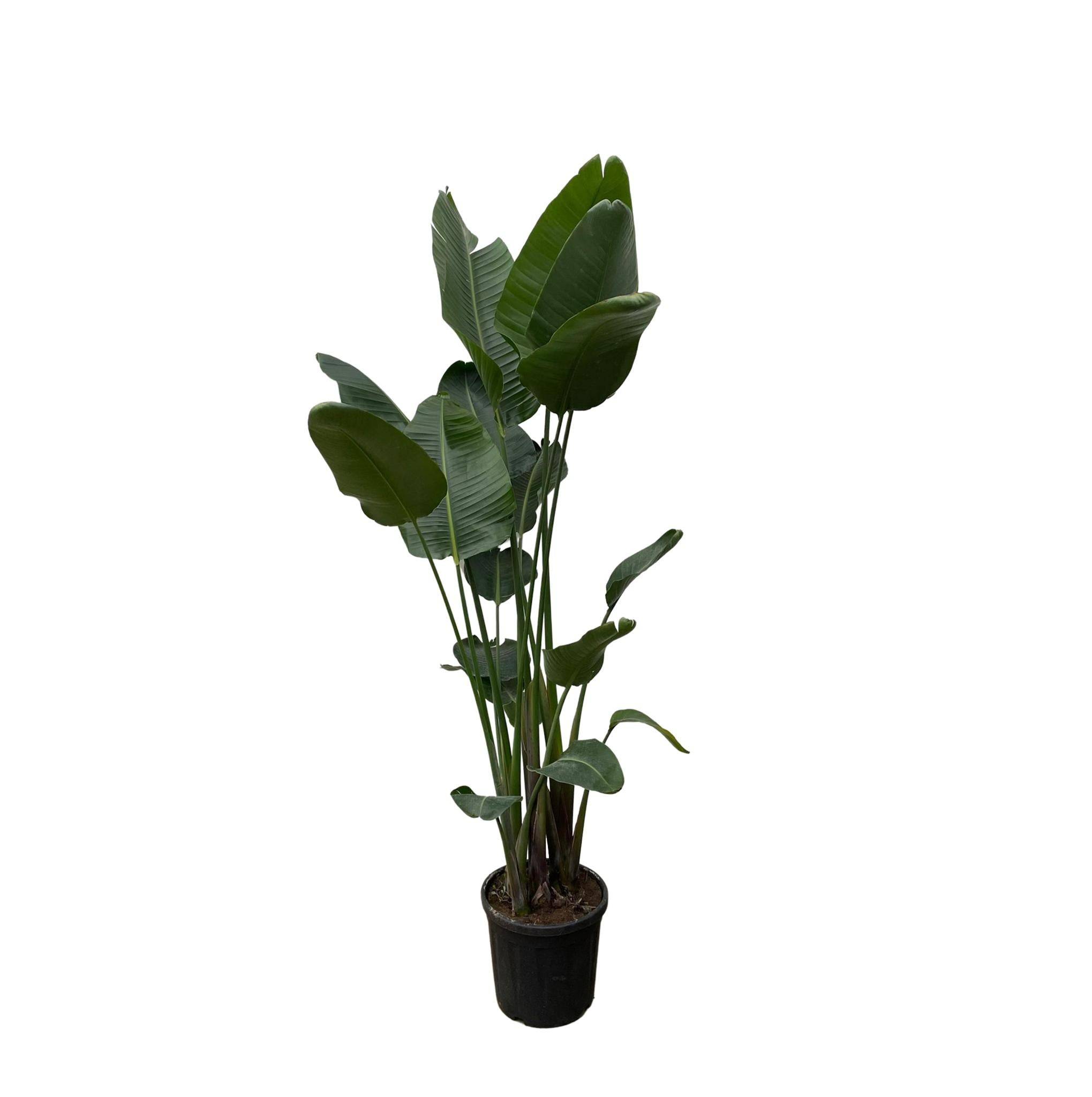 Strelitzia Nicolai Xxl - D50 H250cm - Image 1
