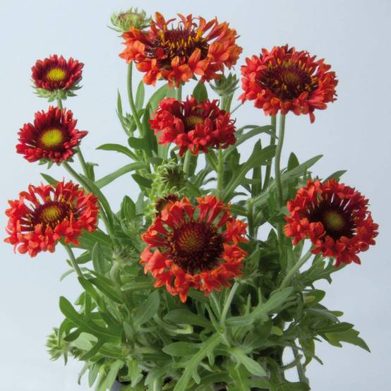 Gaillarde Fanfare Blaze - Gaillarde rouge, orange et jaune Godet de 8/9 cm