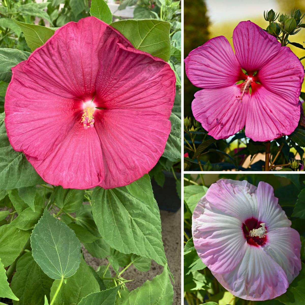 Promesse de Fleurs - Graines d'Hibiscus des marais Mix - Hibiscus moscheutos le sachet de 50 graines environ (1g)